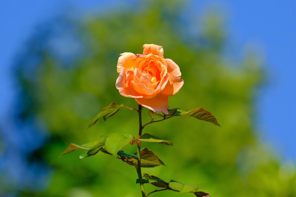 散歩の途中で。10