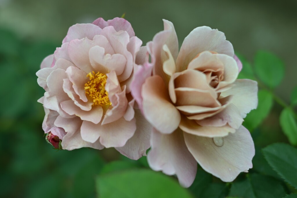 薔薇-9
