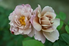 薔薇-9