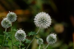 DSCF7608