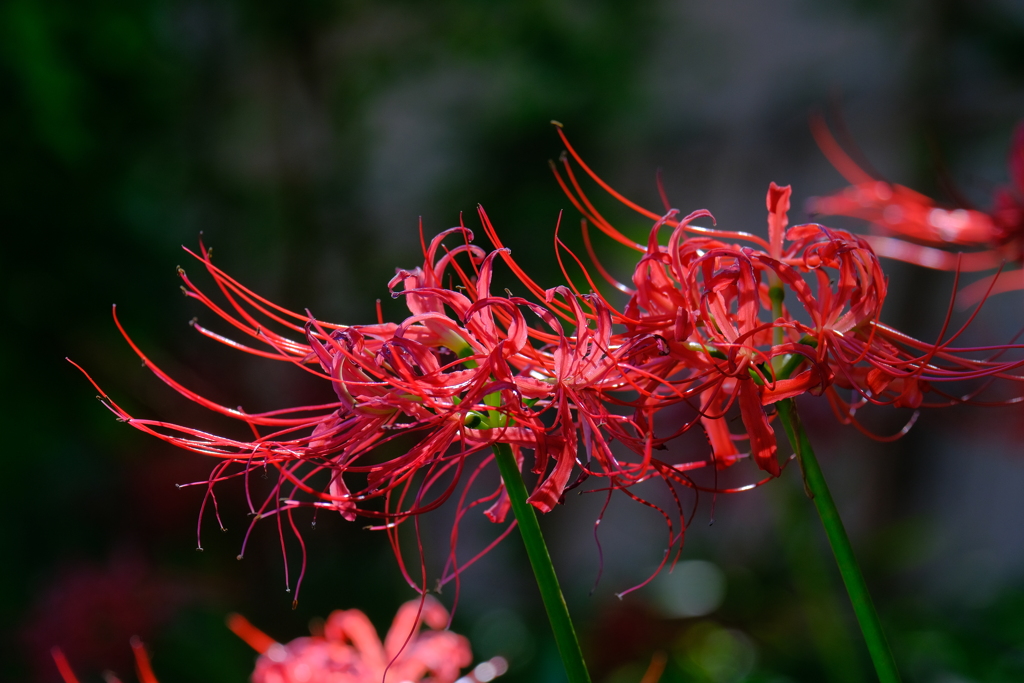 散歩の途中で。Ⅲ
