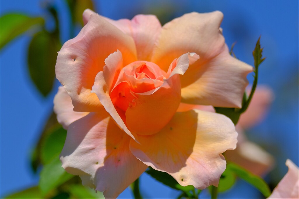 散歩の途中で。③