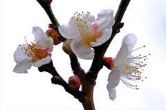 散歩の途中で。④