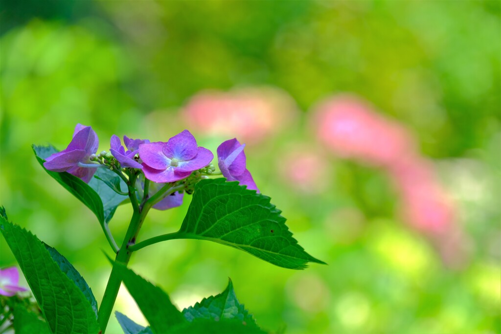 あじさい（７）