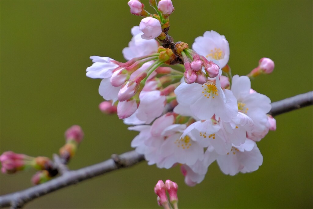 散歩の途中で。10