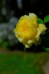 散歩の途中で。④