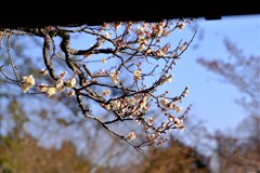 散歩の途中で。10