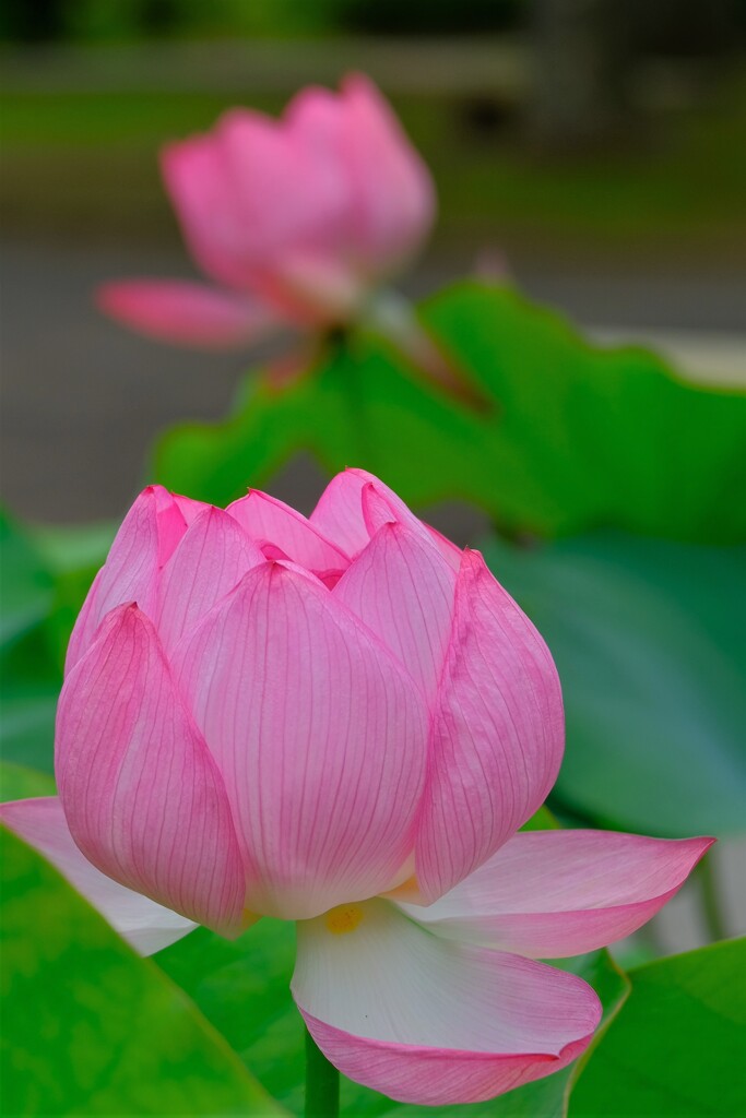 散歩の途中で。Ⅳ