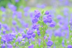 散歩の途中で。