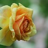 薔薇-4