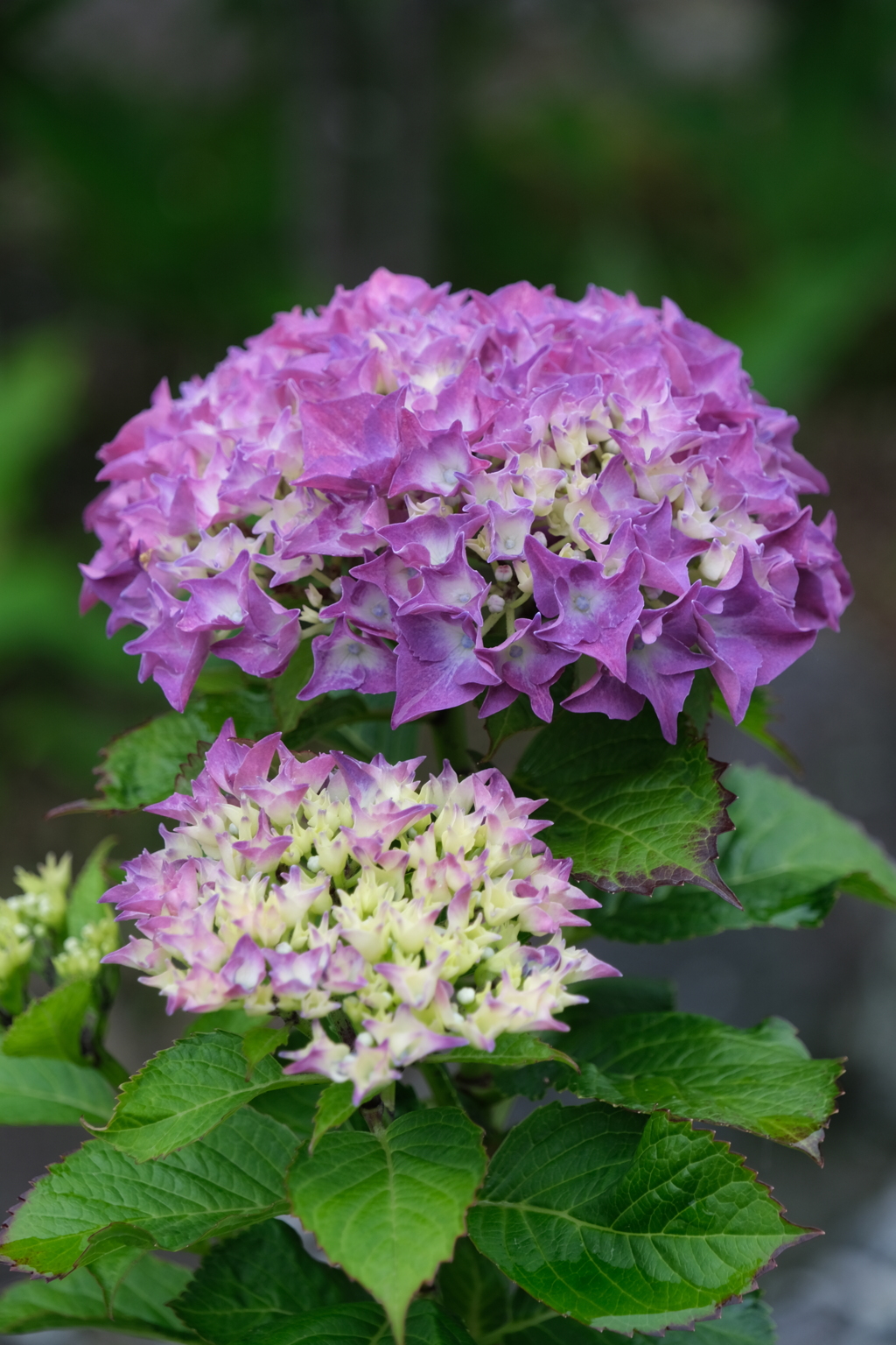 散歩の途中で。③