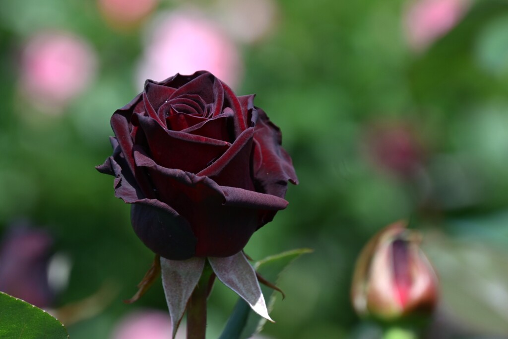 薔薇-4