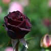 薔薇-4