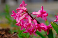 散歩の途中で。①