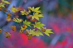 散歩の途中で。2