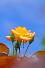 散歩の途中で。⑧