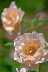 散歩の途中で。⑤