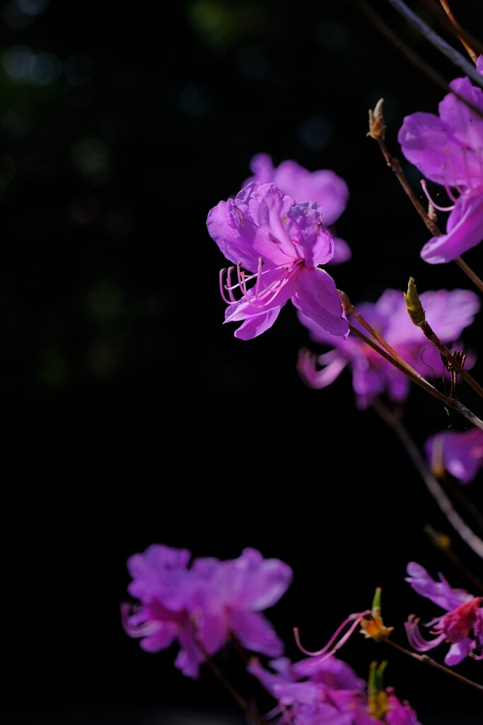 散歩の途中で。14