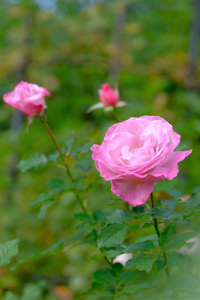 散歩の途中で、Ⅳ