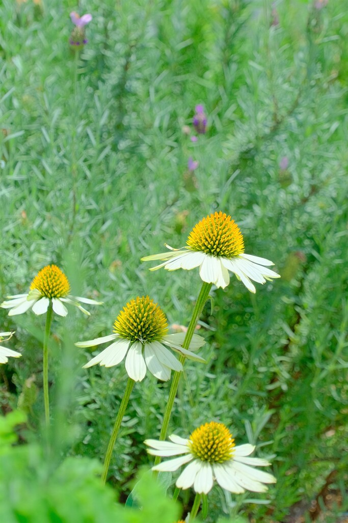 散歩の途中で。4