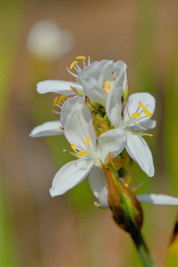 散歩の途中で。⑥