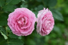 薔薇-2