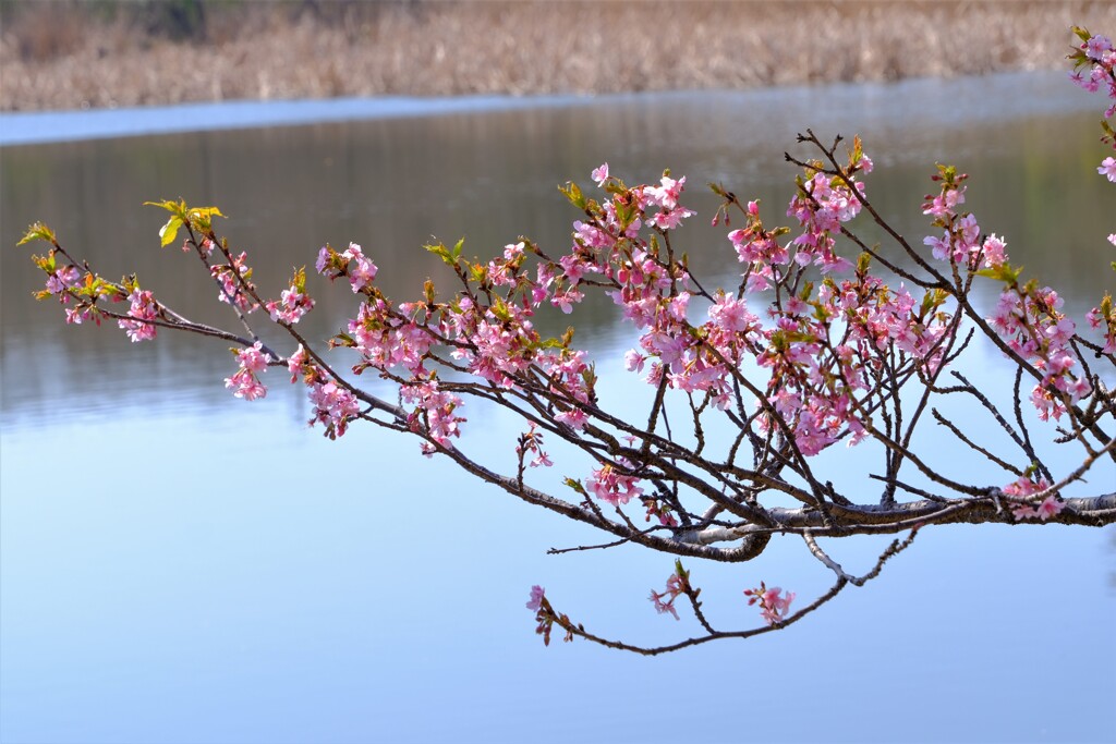 散歩の途中で。④