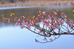 散歩の途中で。④