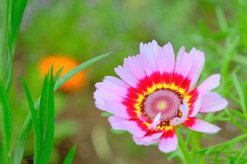 散歩の途中で。3