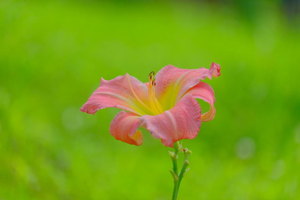 散歩の途中で。