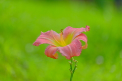 散歩の途中で。