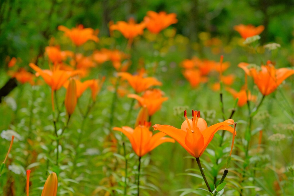 散歩の途中で。６