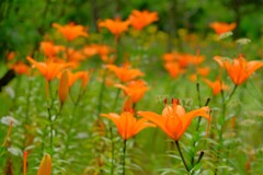 散歩の途中で。６