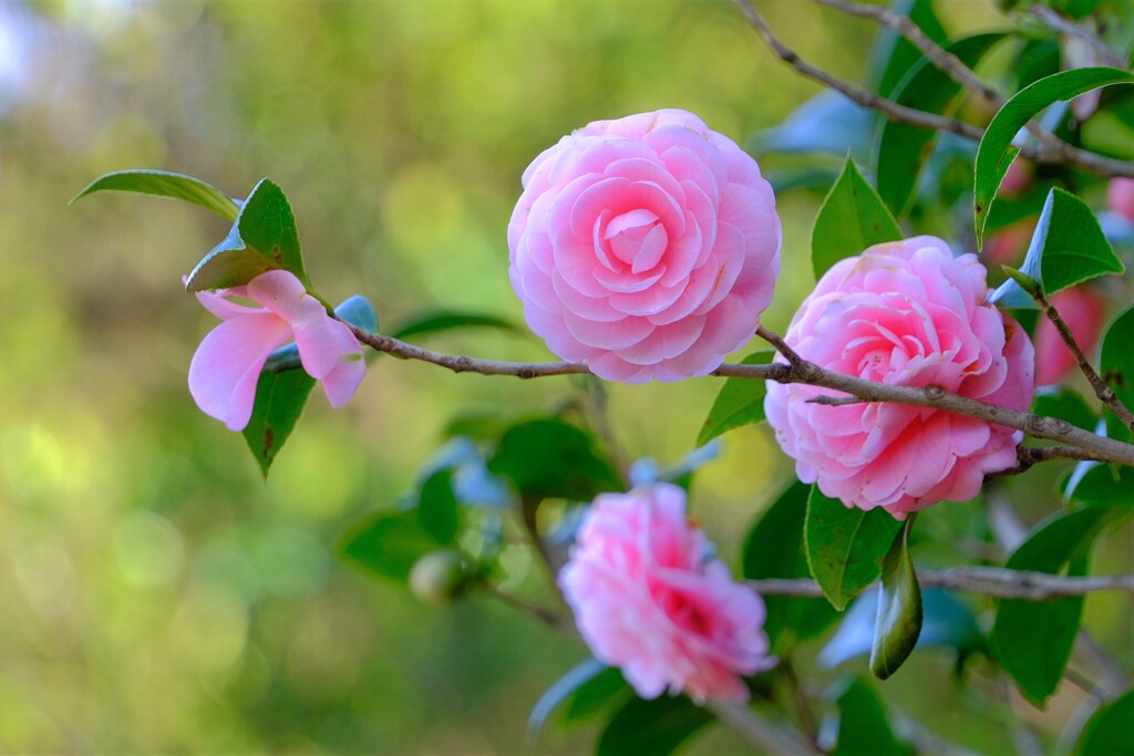 散歩の途中で。Ⅴ