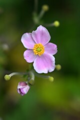 シュウメイギク