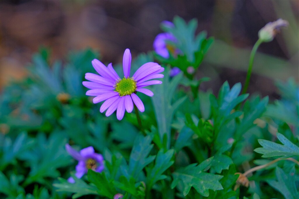 散歩の途中で。②