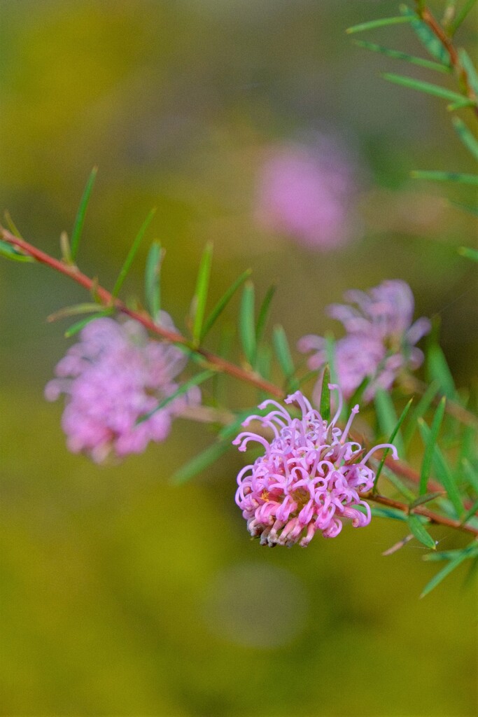 散歩の途中で。⑦