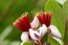 フェイジョア（２）