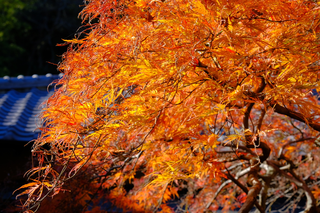 散歩の途中で、Ⅷ