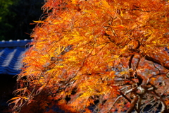 散歩の途中で、Ⅷ