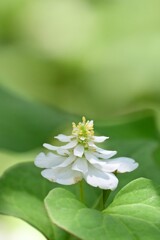 ドクダミ　八重