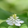 ドクダミ　八重