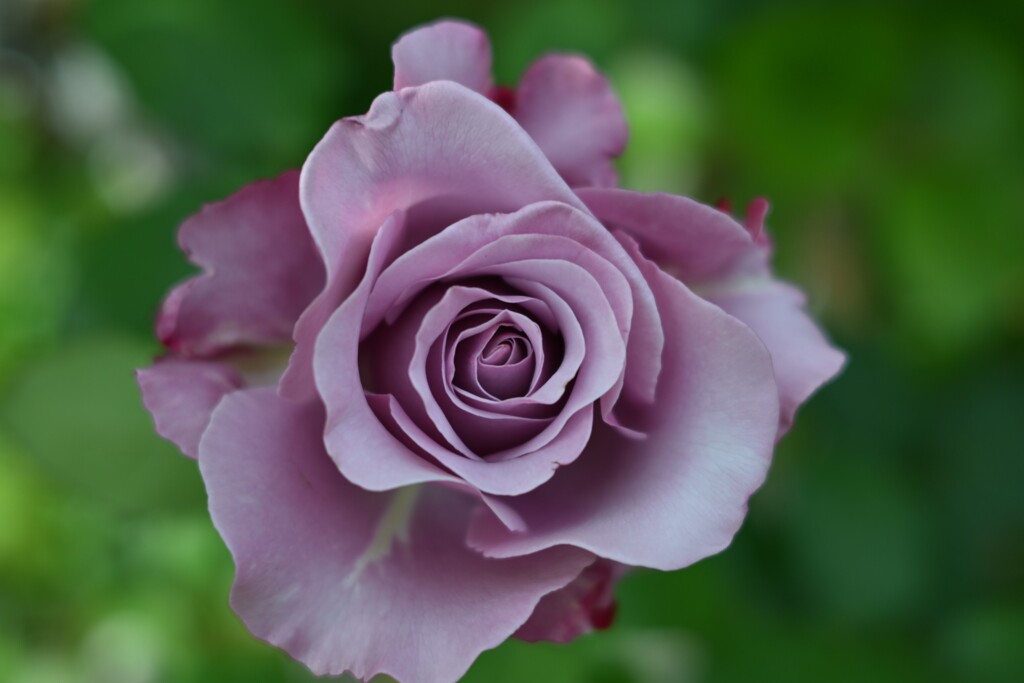 薔薇-３