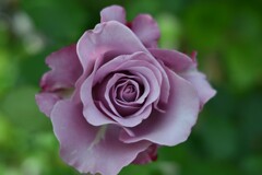 薔薇-３