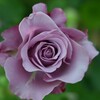 薔薇-３