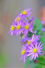 散歩の途中で。⑥