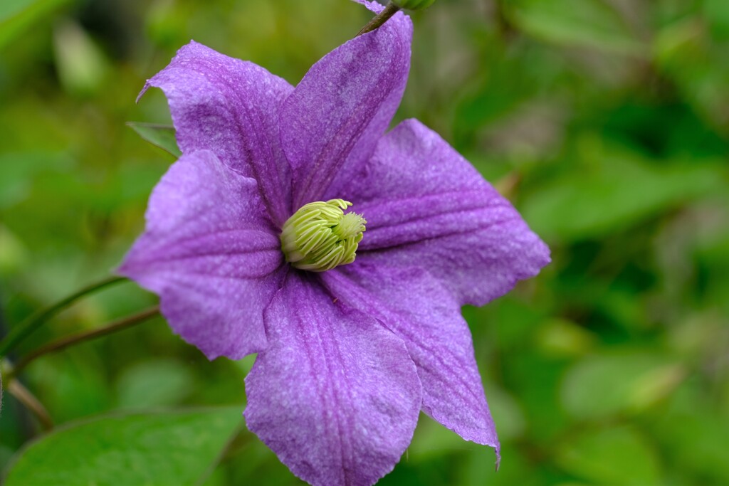 散歩の途中で。3