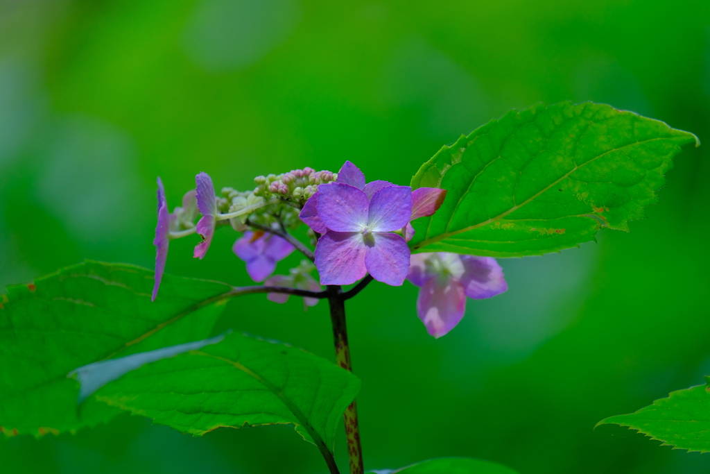 紫陽花（３）