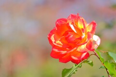 散歩の途中で。4