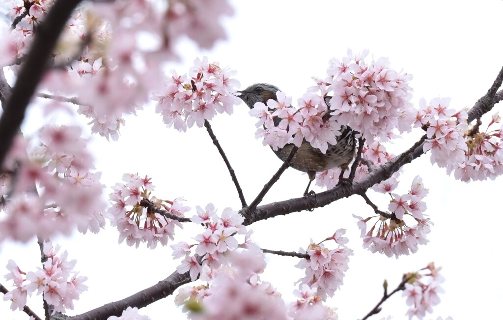 桜-3